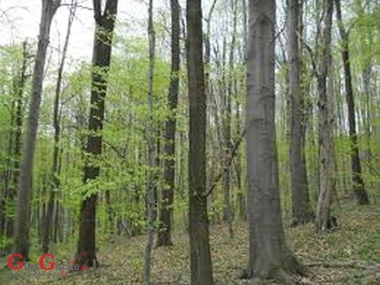 U Jezeranima posjekao i otuđio 86 stabala bukve 