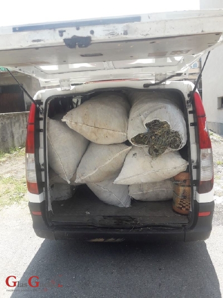 Oduzeto 226,4 kg smilja u Zalužnici