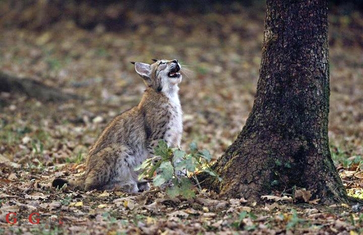 Nije pošteno - mačkama samo veljača, a risovima i ožujak još