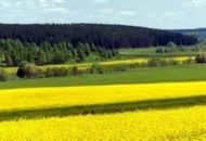 Novac i za cvjetne i travne trake Novac i za cvjetne i travne trake