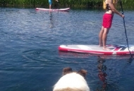 SUP na rijeci Gacki - a Lassie promatra SUP na rijeci Gacki - a Lassie promatra