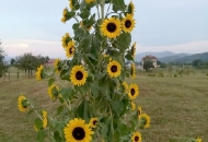 Nije suncokretima lako ovih dana, nije Nije suncokretima lako ovih dana, nije