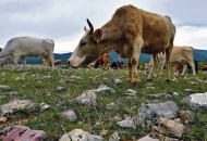Poticaje primali a krave ni za lijek! Poticaje primali a krave ni za lijek!
