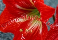 Majčin dan – Drage majke, sretan vam vaš dan Majčin dan – Drage majke, sretan vam vaš dan