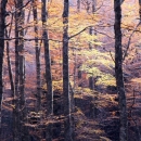 Produljen rok za zakup šumskog zemljišta