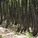 Velebitske šume - svjetska prirodna baština