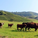 Natječaj za mlade poljoprivrednike - od 25. travnja do 13. lipnja