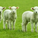 Ukralo janjce, prokleto im bilo