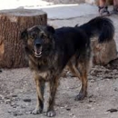 Eh, što ti je hrvatsko - pravosuđe!