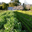 Najavljen natječaj za mjeru 6.3.1. - potpora razvoju malih poljoprivrednih gospodarstava