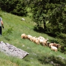 Kako ovce spašavaju Velebit