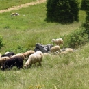 Kako ovce spašavaju Velebit