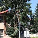Rekli su nam neki da ih ne će biti ...