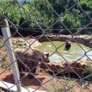 Eh, kako li je lijepo biti - medvjed