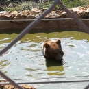 Eh, kako li je lijepo biti - medvjed