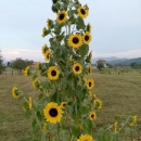 Nije suncokretima lako ovih dana, nije