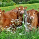 Potpore malima poljoprivrednim gospodarstvima