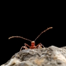 I ovog ljeta obavljena biospeleološka istraživanja sjevernog Velebita