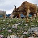 Poticaje primali a krave ni za lijek!