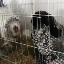 Izložba malih ukrasnih životinja u Korenici