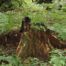 Velebitske šume - Svjetska prirodna baština 