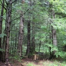 Velebitske šume - Svjetska prirodna baština 