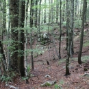 Velebitske šume - Svjetska prirodna baština 