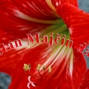 Majčin dan – Drage majke, sretan vam vaš dan