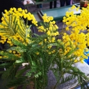 Ovogodišnje prve mimoze na otočkoj tržnici