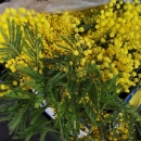 Ovogodišnje prve mimoze na otočkoj tržnici