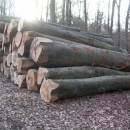 Krađa bukve i javora