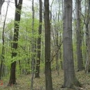 U Jezeranima posjekao i otuđio 86 stabala bukve 