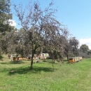 Jagma za Medoladom