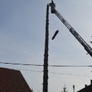 Zašto su uklonjene srednjoškolske smreke? 