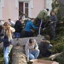 Zašto su uklonjene srednjoškolske smreke? 