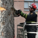 Zašto su uklonjene srednjoškolske smreke? 