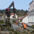 Zašto su uklonjene srednjoškolske smreke? 