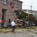 Zašto su uklonjene srednjoškolske smreke? 