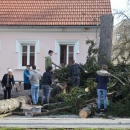 Zašto su uklonjene srednjoškolske smreke? 