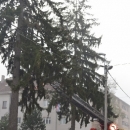 Zašto su uklonjene srednjoškolske smreke? 