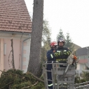 Zašto su uklonjene srednjoškolske smreke? 