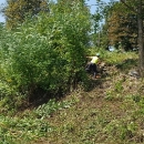Sizifovska posla - vječna borba s vegetacijom