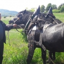 Smotra konja u Krivom putu 