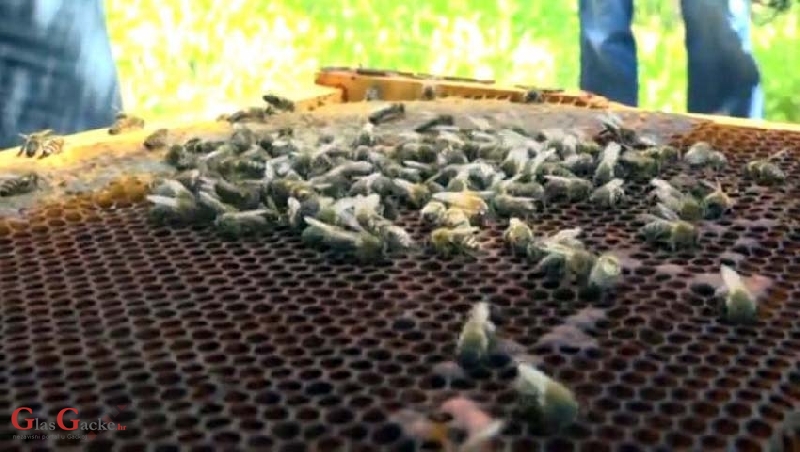 Znanost utvrdila - nozemoza je uzrok velikog pomora pčelinjih društava ove zime