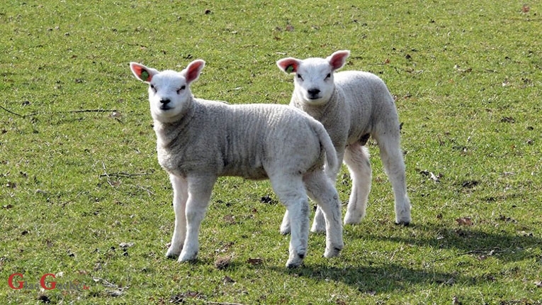 Ukralo janjce i - žvakaće gume