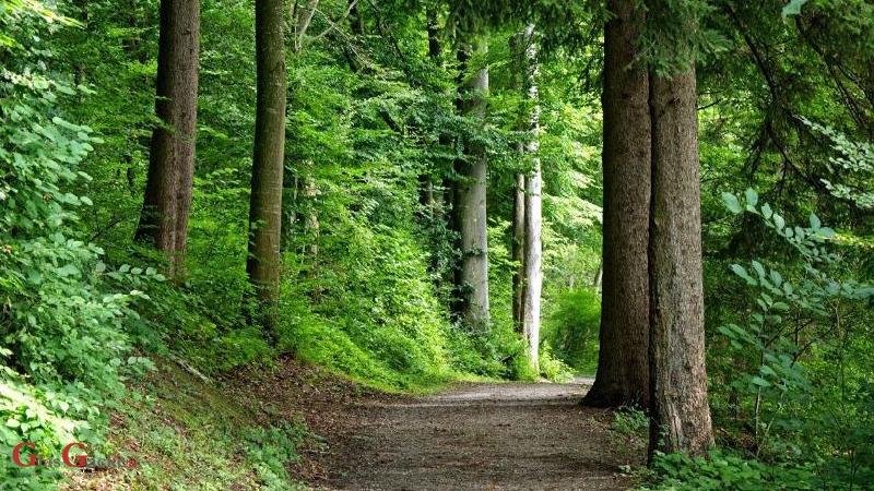 Financiranje gospodarenja privatnim šumama