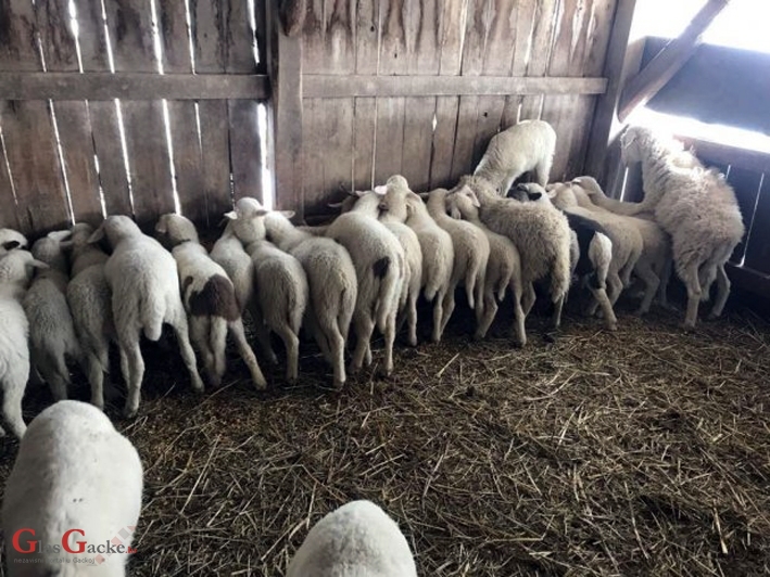 Mlada janjetina na cijeni