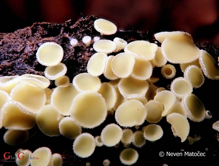 Velebit iznova iznenađuje - nova vrsta gljive