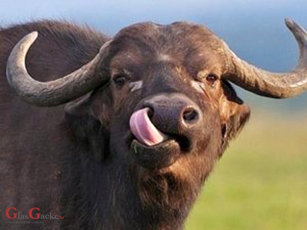 Došao bivolu glave Došao bivolu glave