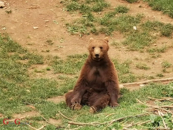 Doista, vjerujte mi na medvjeđu, jedno strašno i depresivno vrijeme